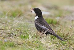 Ring Ouzel